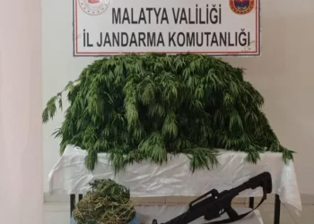 Kayısı Bahçesi̇ne Hi̇nt Kenevi̇ri̇ Eken Şahıs Yakalandı
