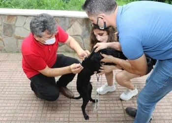 Kedi̇, Köpek Ve Geli̇nci̇kleri̇n Ki̇mli̇klendi̇ri̇lmesi̇ İşlemi̇ Başladı