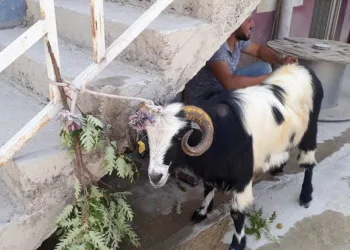 Kurban Bayramında Kaçan Keçi̇ 20 Gün Sonra Bulundu