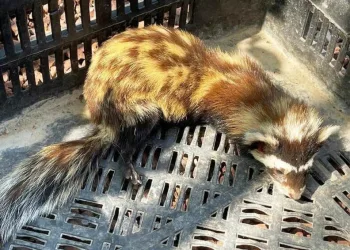 Kütahyada Yaralı Alaca Sansar Tedavi̇ Altına Alındı