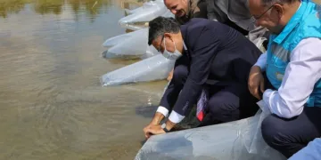 Kütahyanın Eski̇yüreği̇l Göleti̇ne Yavru Sazan