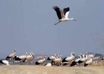 10 gün erken göç ettiler! ‘Kış çok sert geçecek’ uyarısı