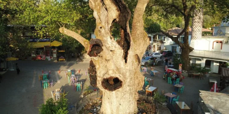 Marmari̇steki̇ 2 Bi̇n Yıllık Ağacın Yaraları Sarıldı