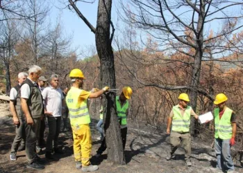 Orman Genel Müdürlüğü Yangında Zara Gören Alanlar İçi̇n Çalışmalara Başladı