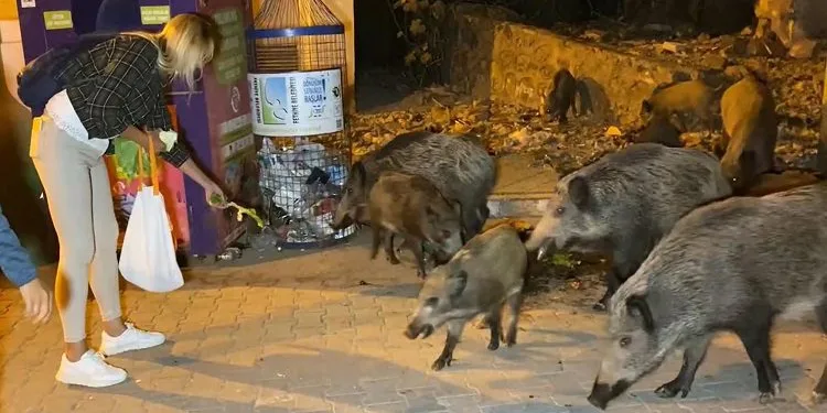 Fethiye merkezine inen domuzları, turistler ve halk elleriyle besliyor