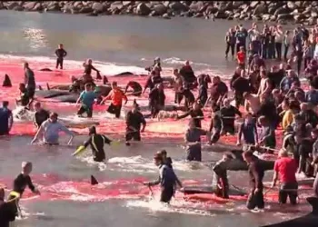 Balina katliamına Faroe Adaları’ndan açıklama