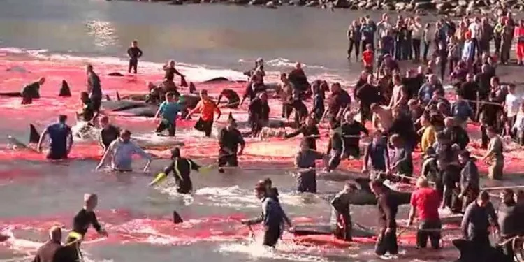 Balina katliamına Faroe Adaları’ndan açıklama