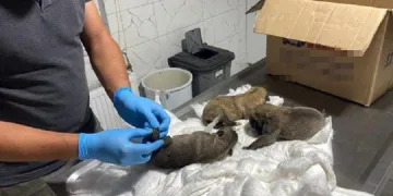 Eskişehir’de, çuval içinde 2’si ölü 7 yavru köpek bulundu
