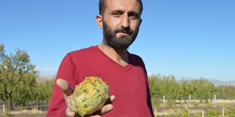 ‘Yetişmez’ diyenlere inat bahçesinde Afrika kavunu yetiştirdi