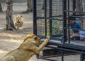 Telli kamyonetle aslan safarisine tepki