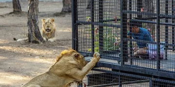 Telli kamyonetle aslan safarisine tepki