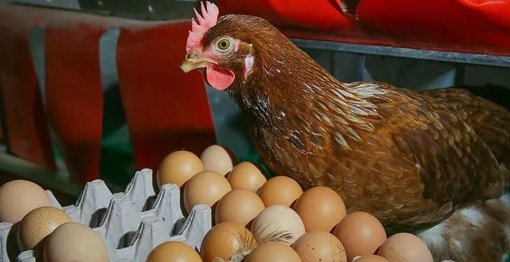 Tavuklar değil yumurta fiyatları uçtu