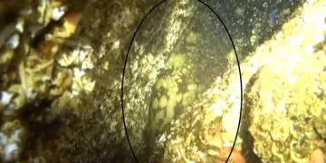Yıllar sonra Marmara’da görüldü