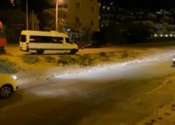 Bursa’da aç kalan domuz sürüsü şehre indi