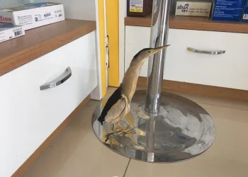 Yaralı balaban kuşu tedavi altına alındı