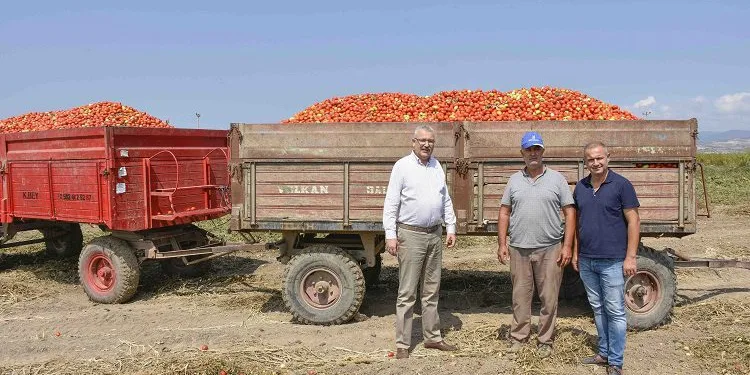 Bursa Karacabey’in salçalık domatesine talep çok