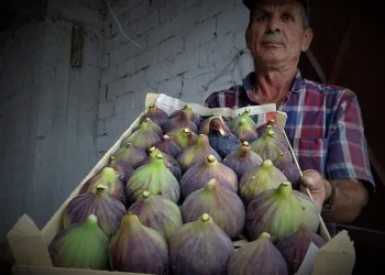 Bursa Siyah İnciri Çin pazarına girmeye hazırlanıyor