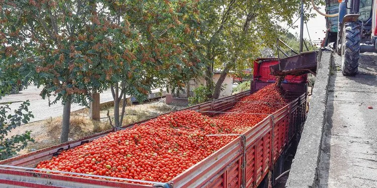 Fabrikalar, Karacabey salçalık domatesine hücum etti