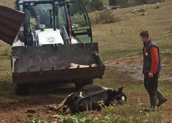 Bursa’da 20 büyükbaş öldü, mahalleyi kene korkusu sardı