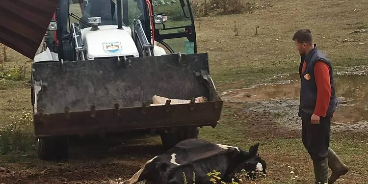 Bursa’da 20 büyükbaş öldü, mahalleyi kene korkusu sardı