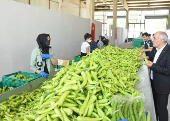 Bursa’da köylü kadınlara özel pazaryeri yapılıyor