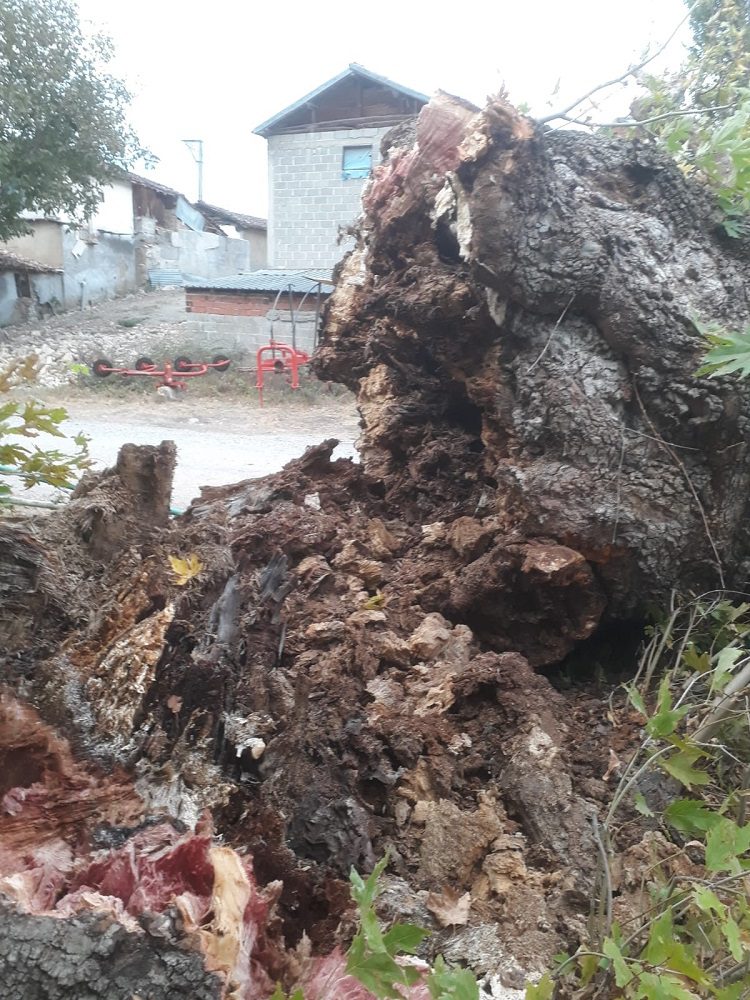 Bursa'da 4 asırlık çınar fırtınaya dayanamadı