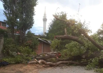 Bursa’da 4 asırlık çınar fırtınaya dayanamadı