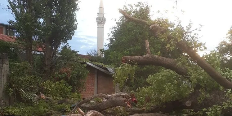 Bursa’da 4 asırlık çınar fırtınaya dayanamadı