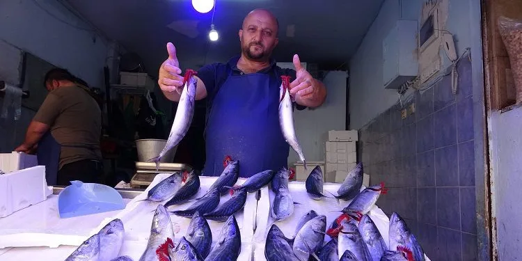 Palamut tezgahlarda yerini aldı
