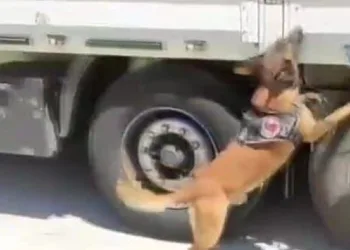 Bursa’da narkotik köpeği TIR dorsesinde uyuşturucu buldu
