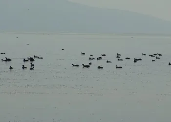 Uluabat Gölü’nde çember daralıyor