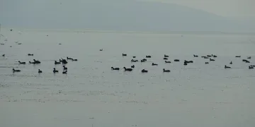 Uluabat Gölü’nde çember daralıyor