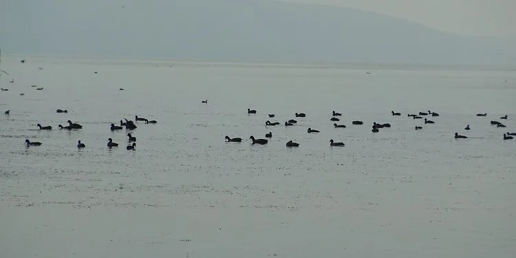 Uluabat Gölü’nde çember daralıyor