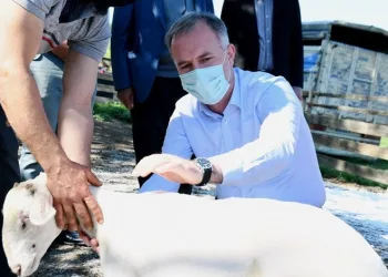 Bursa İnegöl’de Küçükbaş Hayvancılık Festivali başlıyor