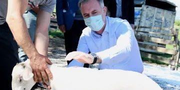 Bursa İnegöl’de Küçükbaş Hayvancılık Festivali başlıyor