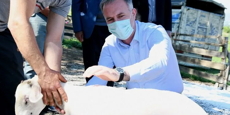 Bursa İnegöl’de Küçükbaş Hayvancılık Festivali başlıyor