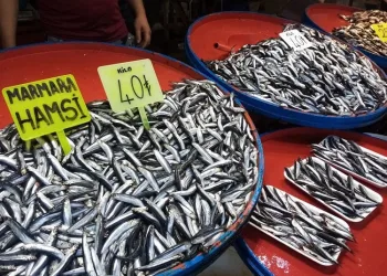 Hamsinin fiyatı 40 liraya dayandı