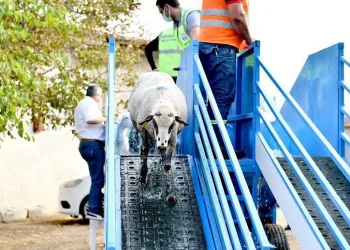 Bursa’da mobil koyun banyosu çobanların ve koyunların hizmetinde