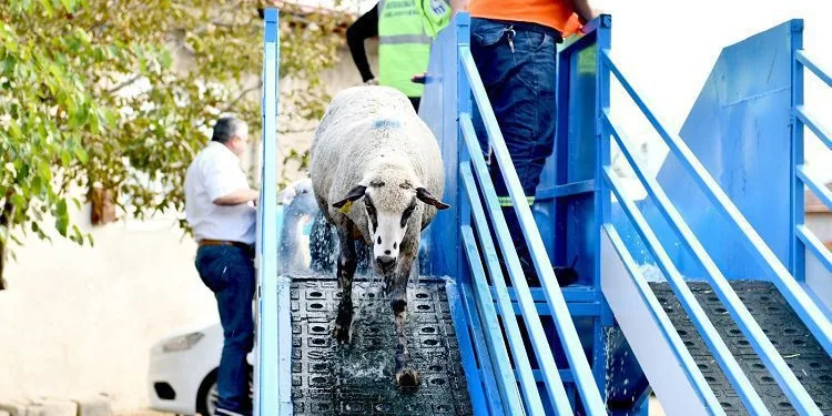 Bursa’da mobil koyun banyosu çobanların ve koyunların hizmetinde