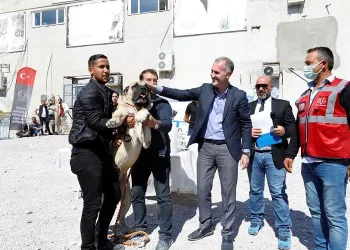 Çoban köpekleri Bursa İnegöl’de yarıştı