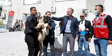 Çoban köpekleri Bursa İnegöl’de yarıştı