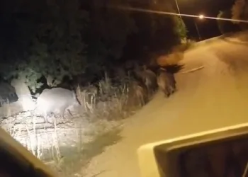 Bursa’da aç kalan domuz sürüsü şehre indi