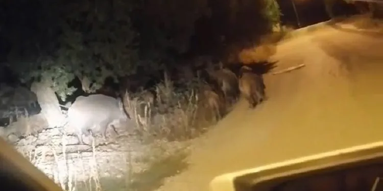 Bursa’da aç kalan domuz sürüsü şehre indi