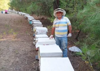 Bursa’da bu orman arıcıların akınına uğruyor