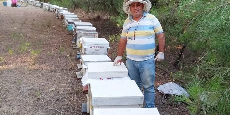 Bursa’da bu orman arıcıların akınına uğruyor