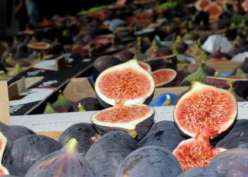 Bursa Osmangazi’de siyah incir festivali