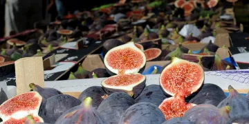 Bursa Osmangazi’de siyah incir festivali