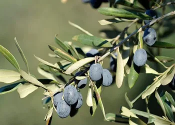 Tüketicinin favorisi ‘Gemlik zeytini’ oldu