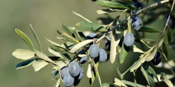 Tüketicinin favorisi ‘Gemlik zeytini’ oldu