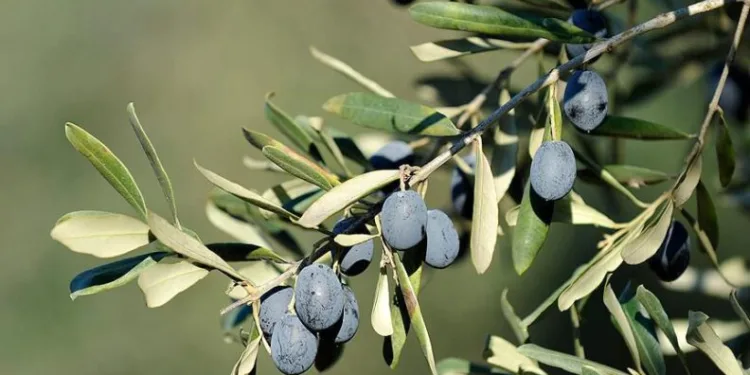 Tüketicinin favorisi ‘Gemlik zeytini’ oldu